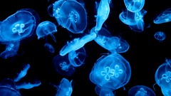 Jellyfish underwater