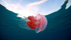 jellyfish underwater Animals