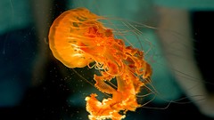 Jellyfish underwater medusa