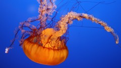 Jellyfish upside down