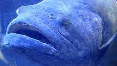 Jewfish fish swims too