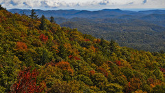 Joeys paradise nature forest
