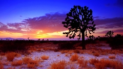 Joshua tree sunset Mojave