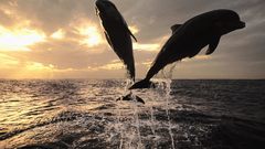 Jumping Dolphins Sea