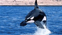 Jumping killer whales
