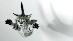 Jumping Kittens