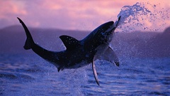 Jumping Sharks