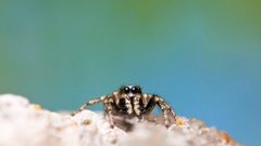 Jumping spider