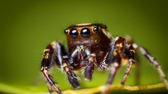 Jumping spider