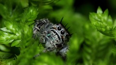 Jumping spider