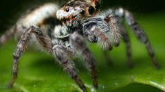 Jumping spider insects insect