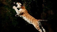 Jumping Tigers