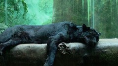 Jungle Animals panthers