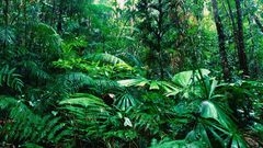 Jungle Ferns
