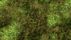 Jungle grass Textures