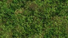 Jungle grass Textures