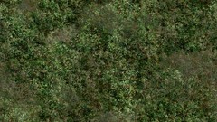 Jungle grass Textures