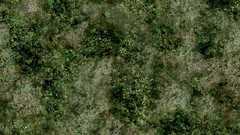 Jungle grass Textures
