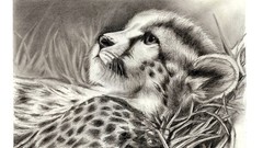 Jungle hope Leopards sketches