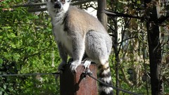 Jungle lemur