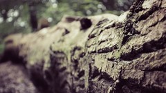 Jungle logs Wood forests