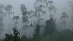 Jungle mist