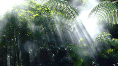 Jungle mist sunbeams