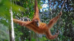 Jungle monkeys orangutans