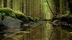 Jungle rivers forests