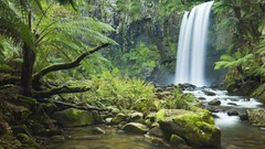 Jungle waterfalls rivers forests