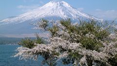 Ka sakura tree nature