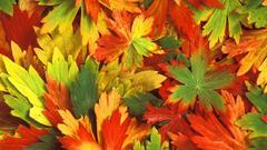 Kaleidoscope of autumn leafs