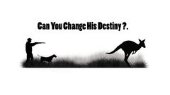 Kangaroos animal Animals