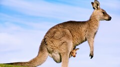 kangaroos Animals baby animals Mammals