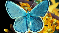 Karner bluekarner blue butterfly