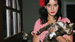 Katy perry cats Animals