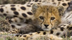 Kenya portraits mara