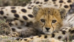 Kenya portraits mara