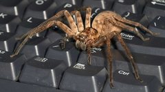 Keyboard spiders insect