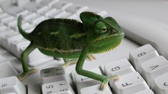 Keyboards chameleons Reptiles