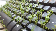 keyboards Plants computer