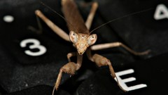 Keyboards Praying Mantis
