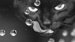 Killer Instinct cats Animals