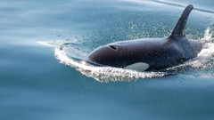 Killer whales
