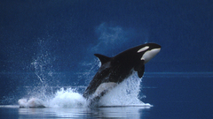 Killer whales
