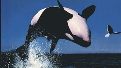 Killer whales