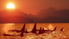 Killer whales Sea sunset