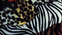 Kiss Music band bands