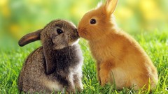 Kissing rabbits