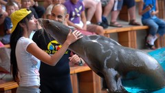Kissing sea lions